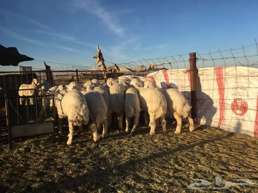 للبيع ذبائح حريات (image 1)