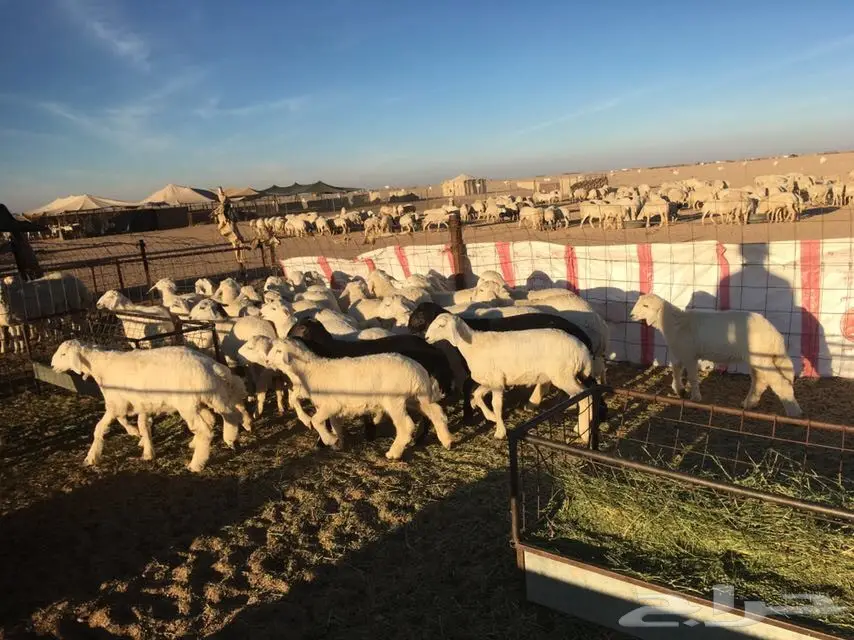 للبيع ذبائح حريات (image 4)