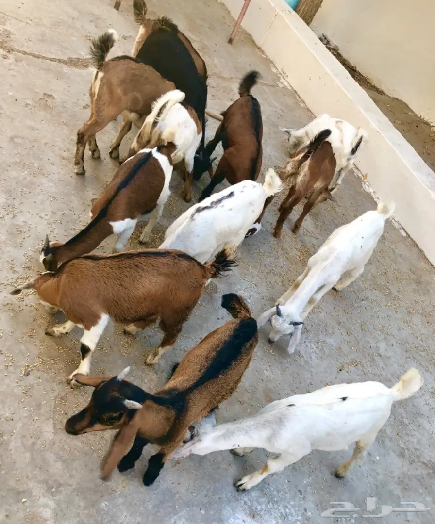 تيوس لبنيه سمان 