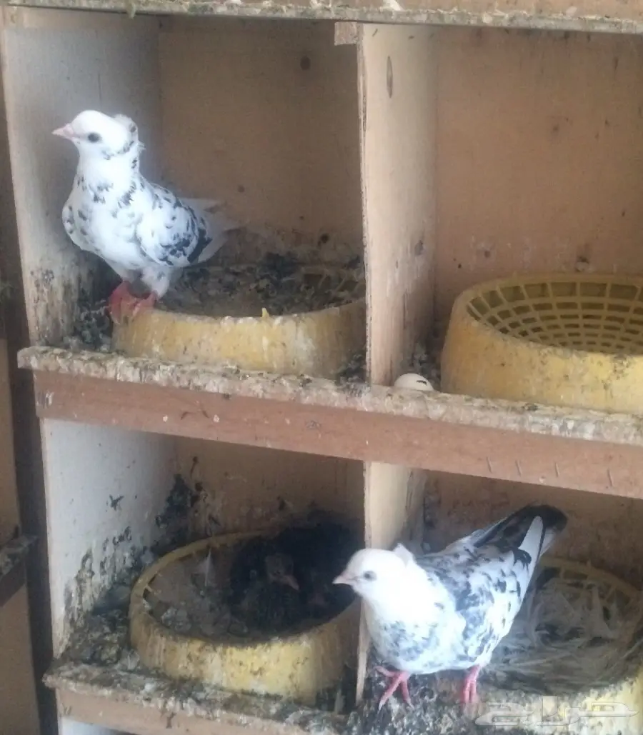 جملة نمش مقنبرات (image 4)