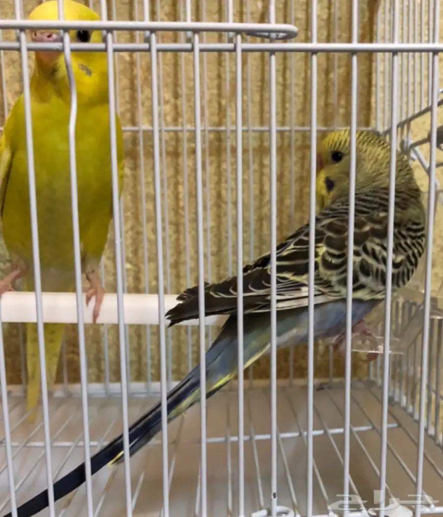 جوز بادجي (image 1)