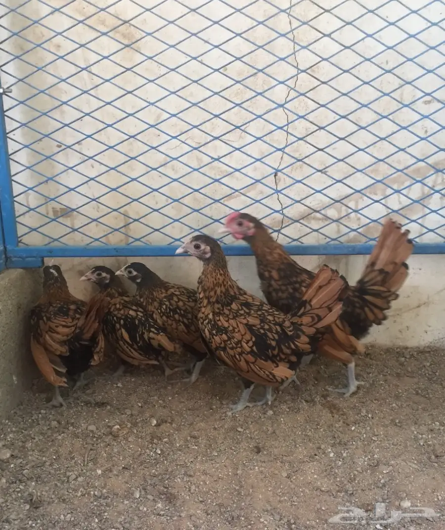 صوص فارسي - براهما - سبرايت (image 6)