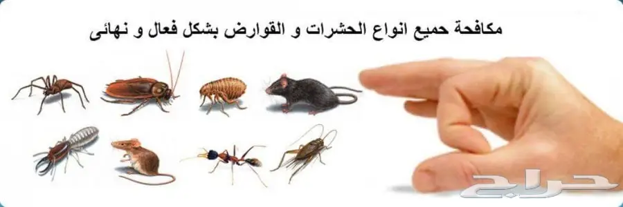 شركة مكافحة حشرات ورش مبيدات ونمل أبيض بضمان
