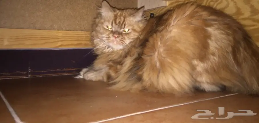 Persian Shirazi Cat for Sale قطة للبيع