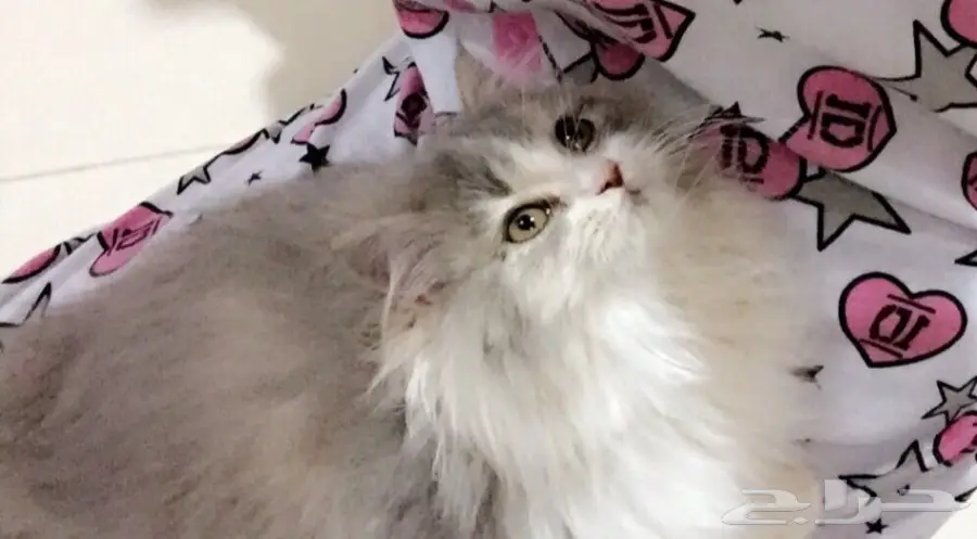 للبيع انثئ ثلاث شهور ونص  (image 1)