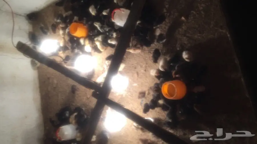 للبيع صوص العدد فوق 280 العمر اسبوع