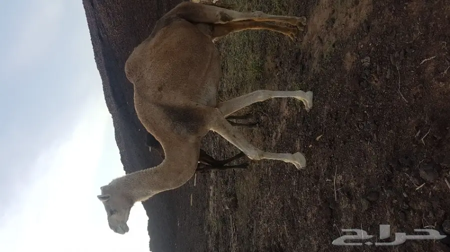 ناقه حرشا  لقحه قريب ولاده 