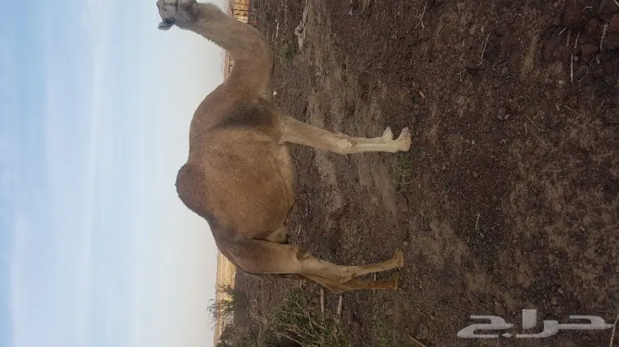 ناقه حرشا  لقحه قريب ولاده  (image 1)