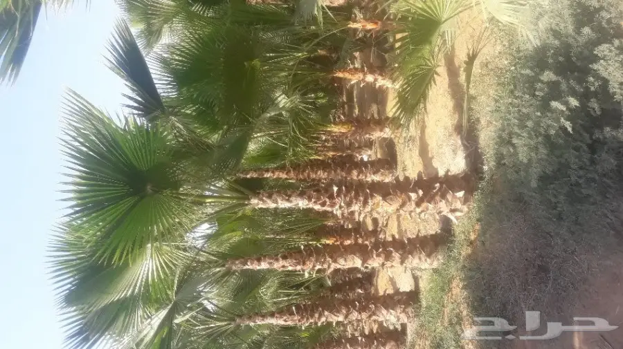 لبيع وزراعه النخيل الزينه الواشنطن والعربي 05