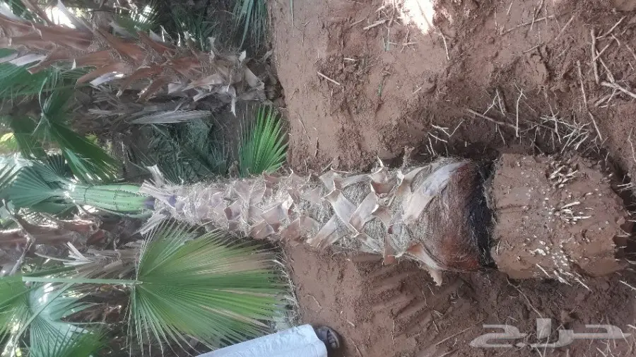 لبيع وزراعه النخيل الزينه الواشنطن والعربي 05 (image 1)