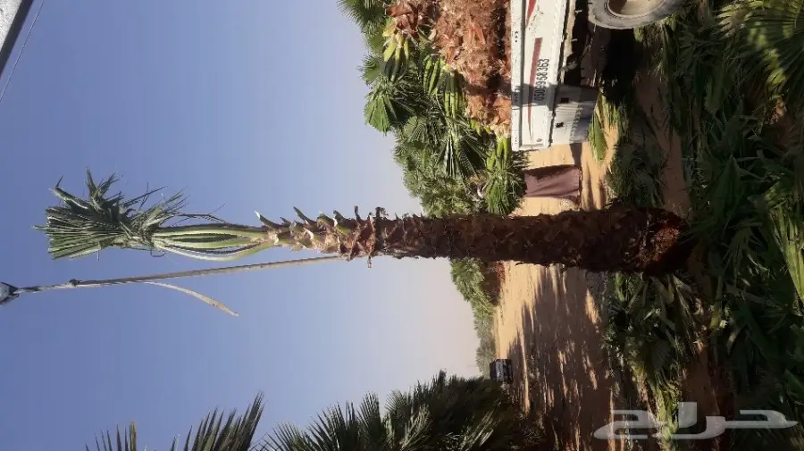 لبيع وزراعه النخيل الزينه الواشنطن والعربي 05 (image 4)