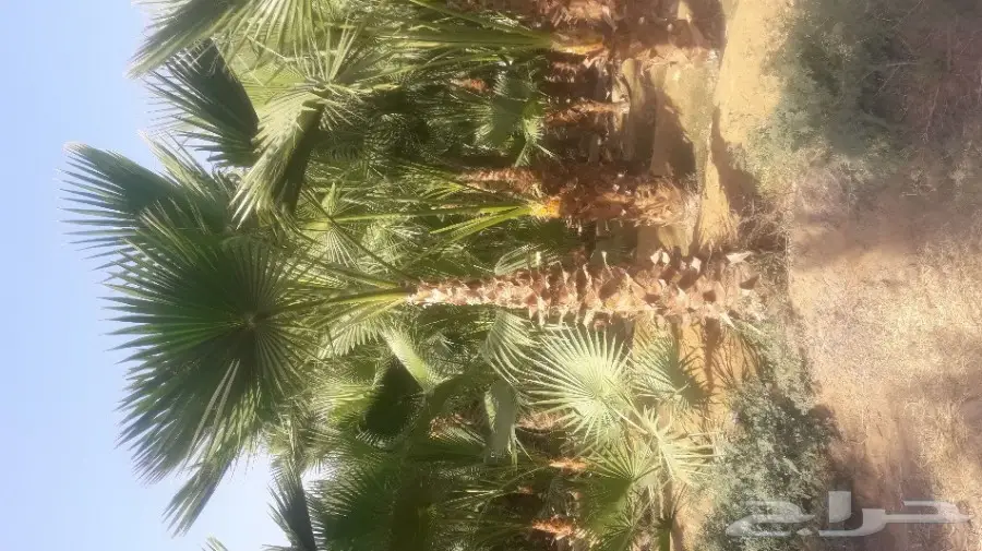 لبيع وزراعه النخيل الزينه الواشنطن والعربي 05 (image 6)