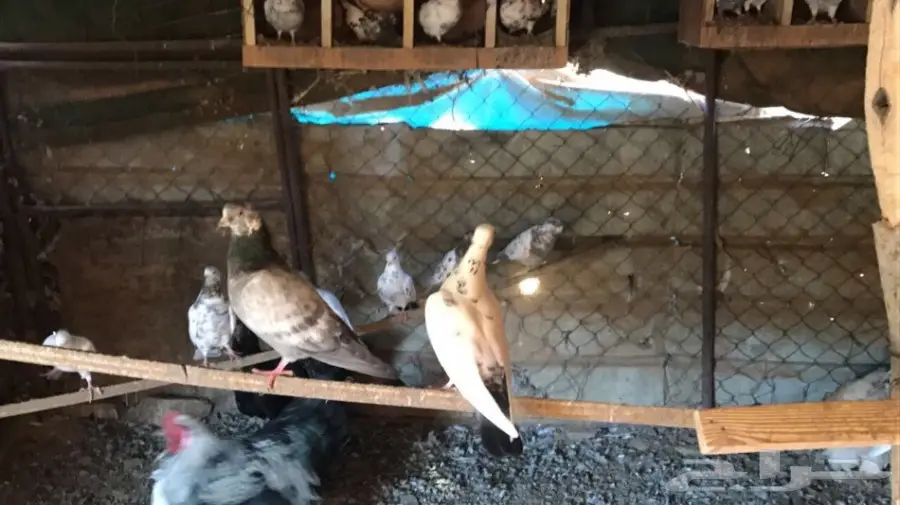 حمام باكستاني  (image 1)