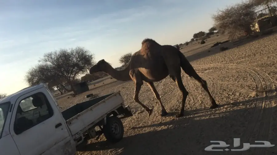 خلفه حمراء (image 1)