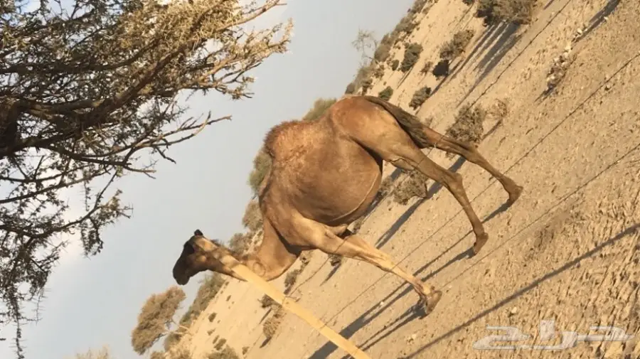 خلفه حمراء (image 2)