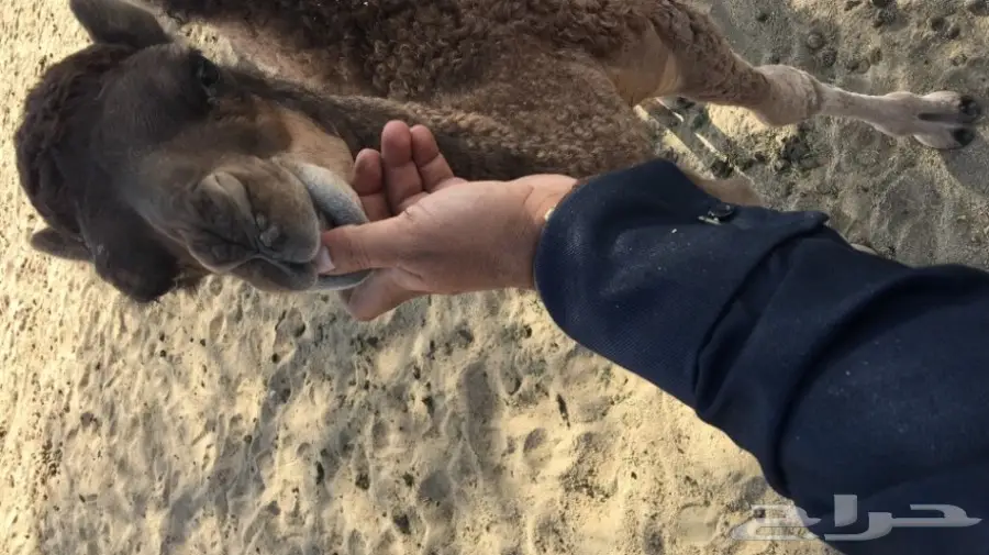 خلفه حمراء (image 3)