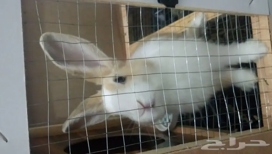 ارنب فرنسي للبيع