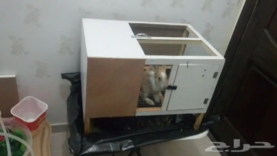 ارنب فرنسي للبيع (image 1)