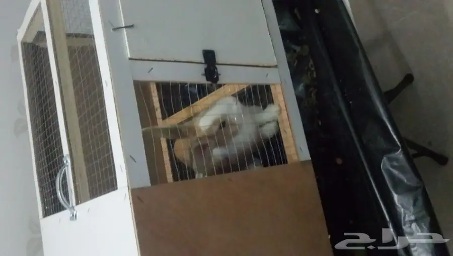 ارنب فرنسي للبيع (image 2)