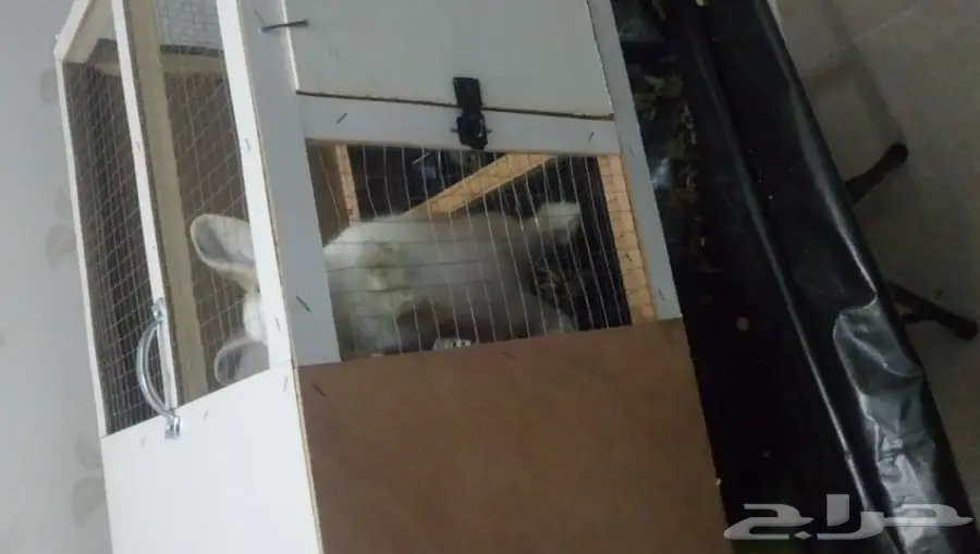 ارنب فرنسي للبيع (image 3)