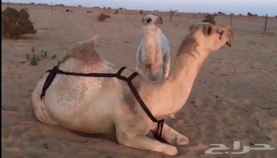 للبيع خلفة شقحاء بكر (image 1)