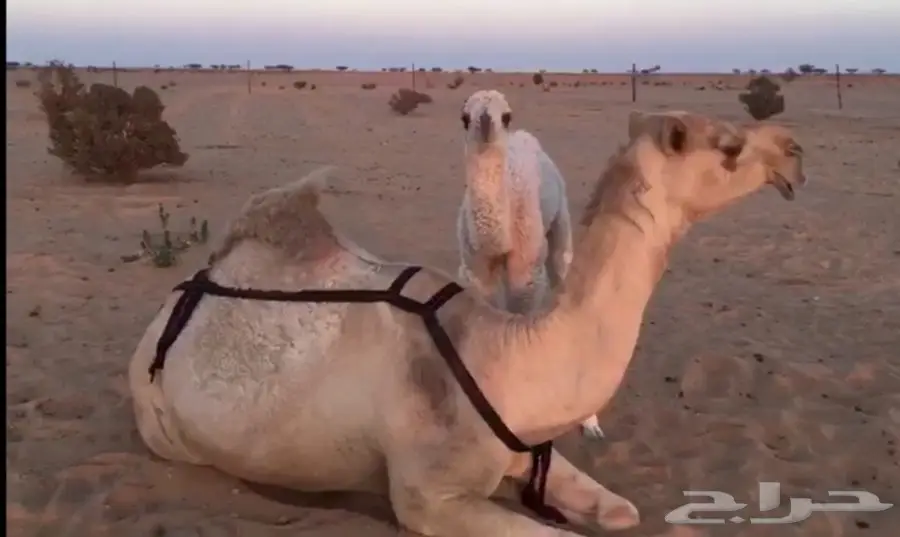 للبيع خلفة شقحاء بكر (image 2)