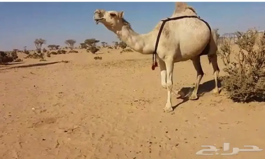 للبيع خلفة شقحاء بكر (image 3)