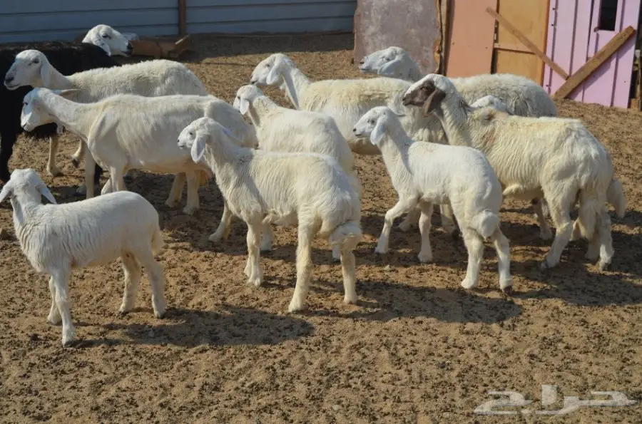 ضان ولد بالفحل