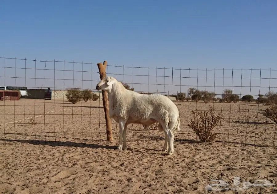 فحل حري صنف من غنم شعيل الدعدي