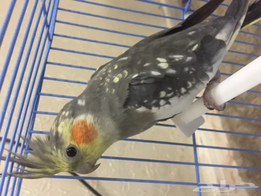 كوكان ذكر جاهز للزواج - صحة ممتازة