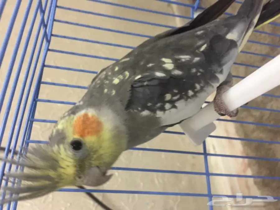 كوكان ذكر جاهز للزواج - صحة ممتازة (image 1)