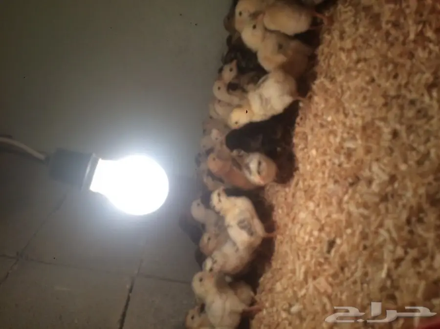 صوص بلدي عمر أسبوع 