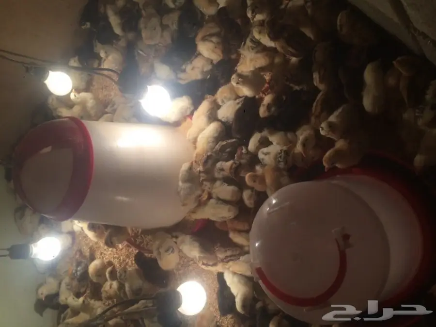 صوص بلدي عمر أسبوع  (image 1)