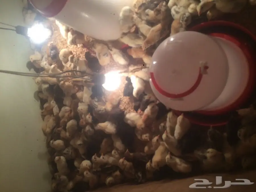 صوص بلدي عمر أسبوع  (image 2)