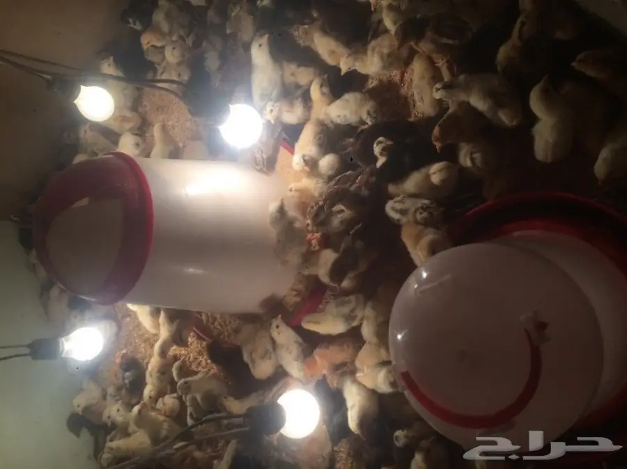 صوص بلدي عمر أسبوع  (image 3)