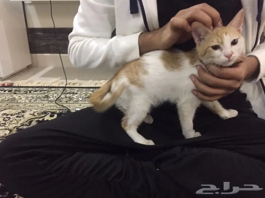 قطتين للتبني اليوم (عاجل) (image 2)