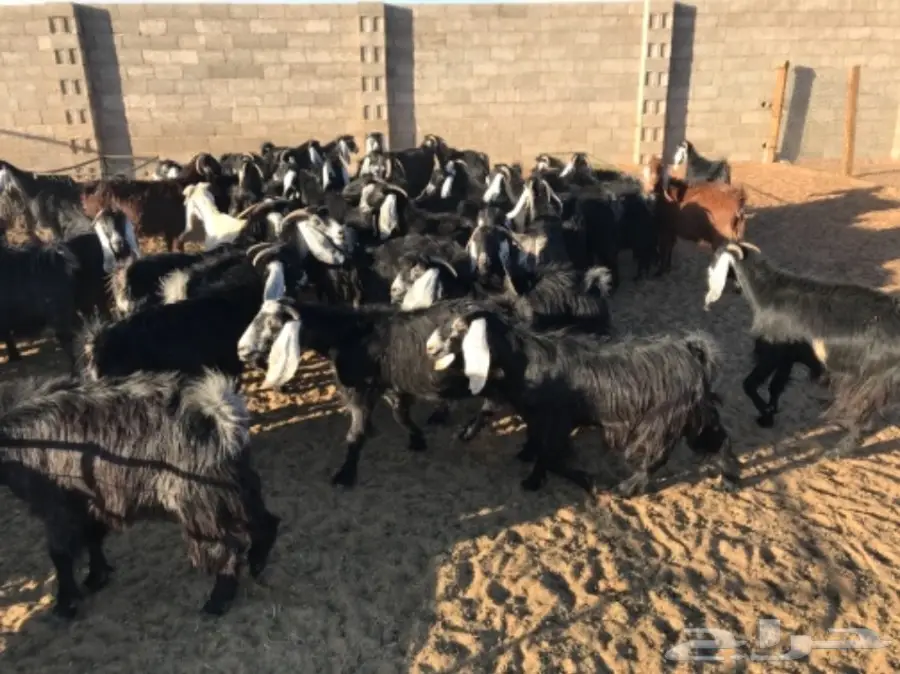 50 عنز دافع عوارض لبيع مراح منوه القناي 