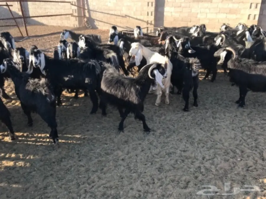 50 عنز دافع عوارض لبيع مراح منوه القناي  (image 1)