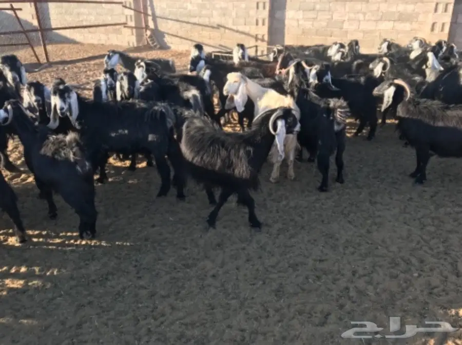 50 عنز دافع عوارض لبيع مراح منوه القناي  (image 2)