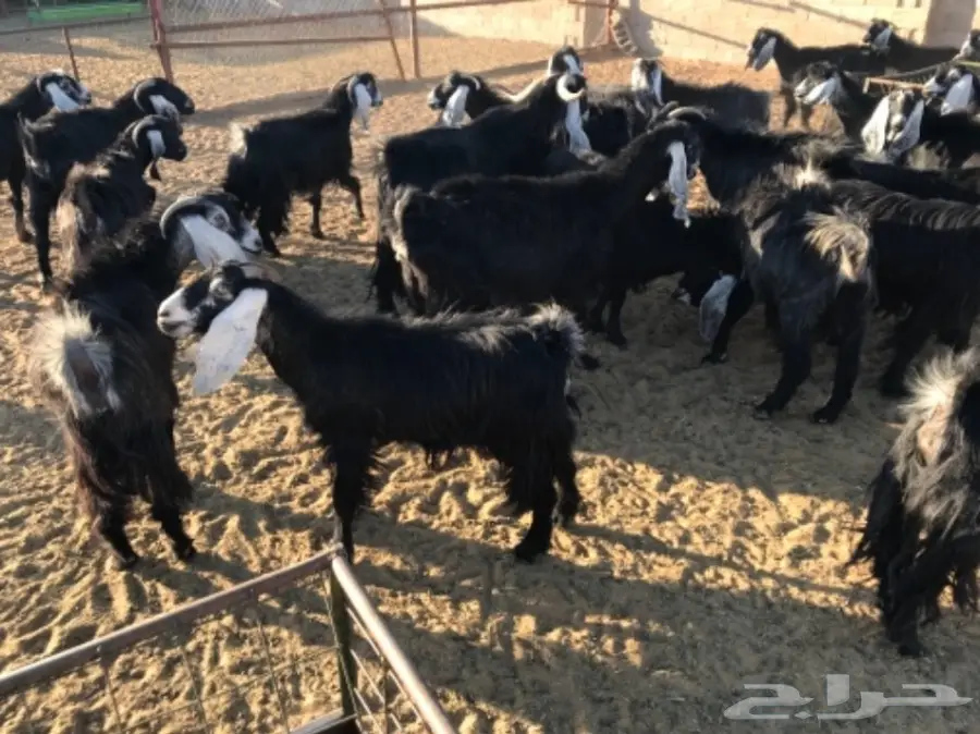 50 عنز دافع عوارض لبيع مراح منوه القناي  (image 3)