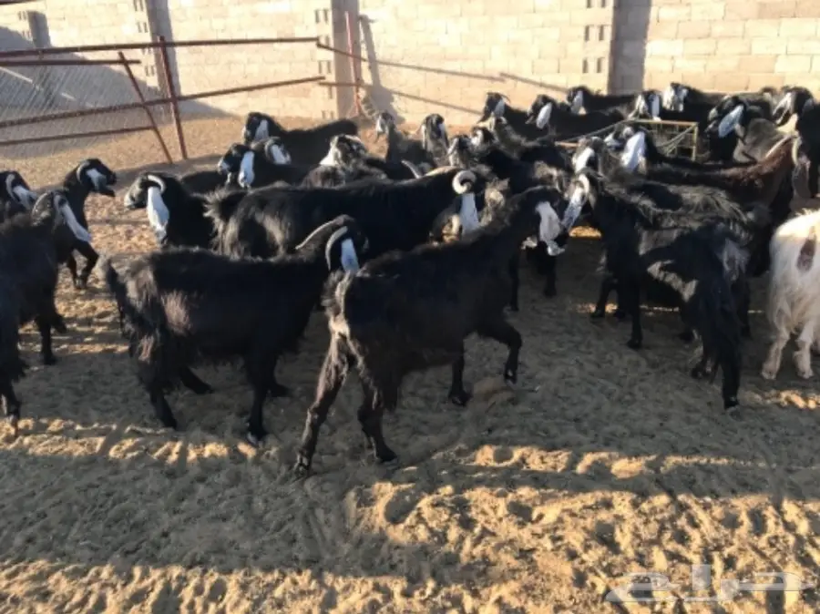 50 عنز دافع عوارض لبيع مراح منوه القناي  (image 4)