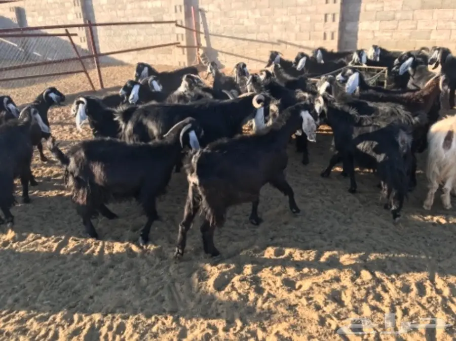 50 عنز دافع عوارض لبيع مراح منوه القناي  (image 5)