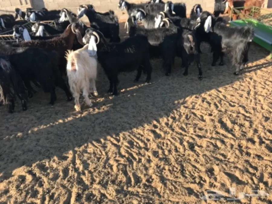 50 عنز دافع عوارض لبيع مراح منوه القناي  (image 6)