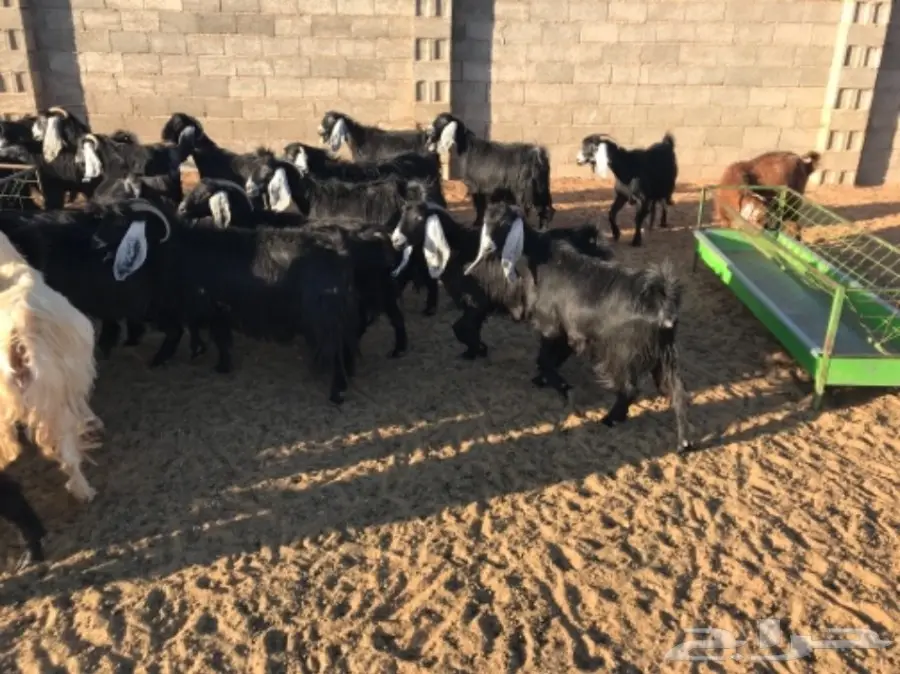 50 عنز دافع عوارض لبيع مراح منوه القناي  (image 7)