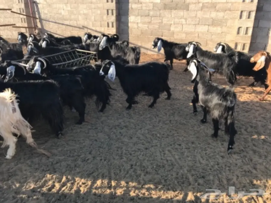 50 عنز دافع عوارض لبيع مراح منوه القناي  (image 8)