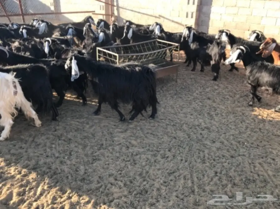 50 عنز دافع عوارض لبيع مراح منوه القناي  (image 9)