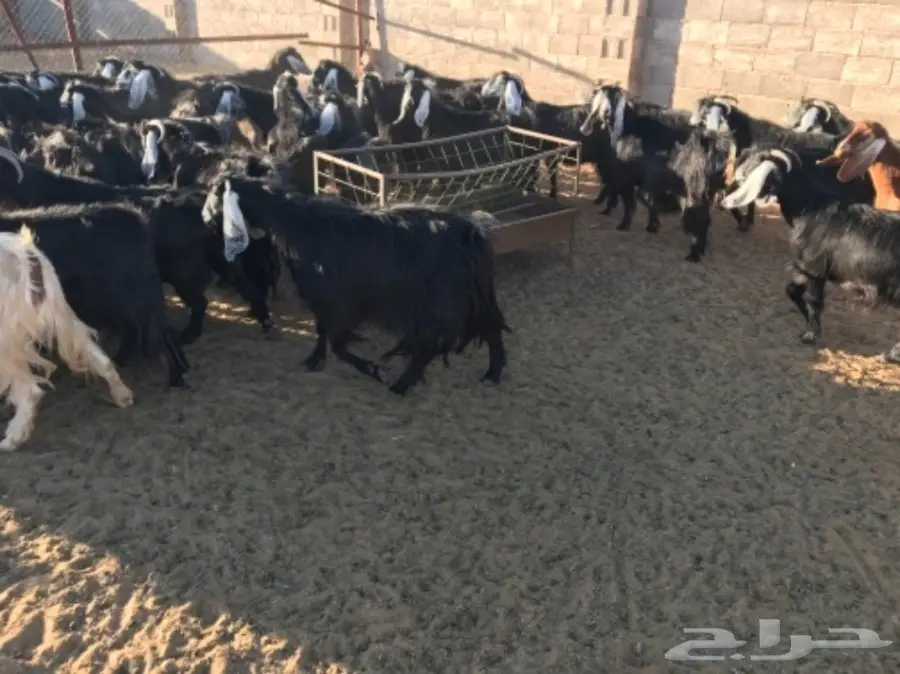 50 عنز دافع عوارض لبيع مراح منوه القناي  (image 10)