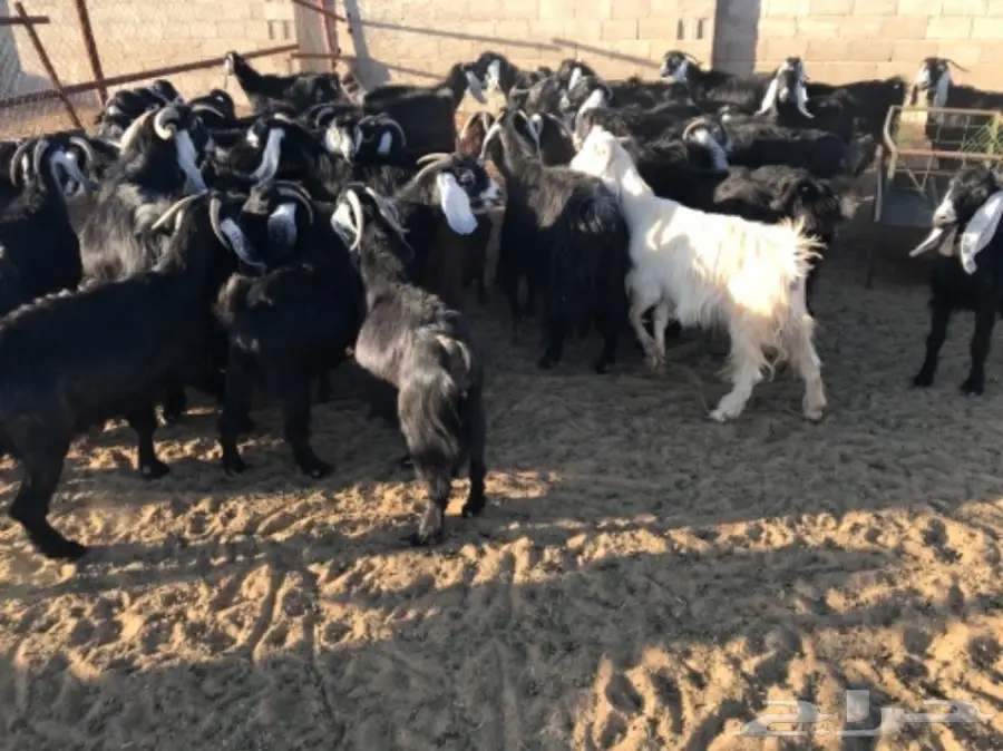 50 عنز دافع عوارض لبيع مراح منوه القناي  (image 11)