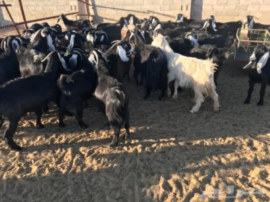 50 عنز دافع عوارض لبيع مراح منوه القناي  (image 12)