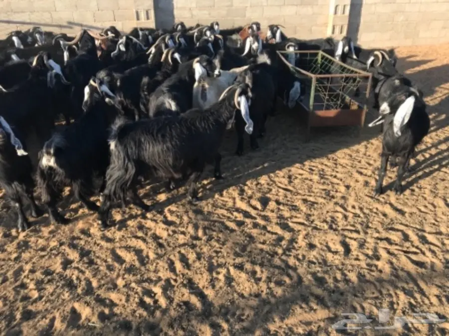 50 عنز دافع عوارض لبيع مراح منوه القناي  (image 13)